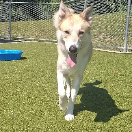 An adult small-sized male White / Cream Collie dog named Cove for adoption in Hannibal, MO