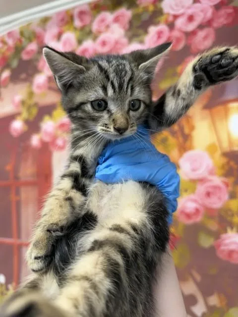 A baby small-sized male Domestic Short Hair cat named Banzai for adoption in San Bernardino, CA