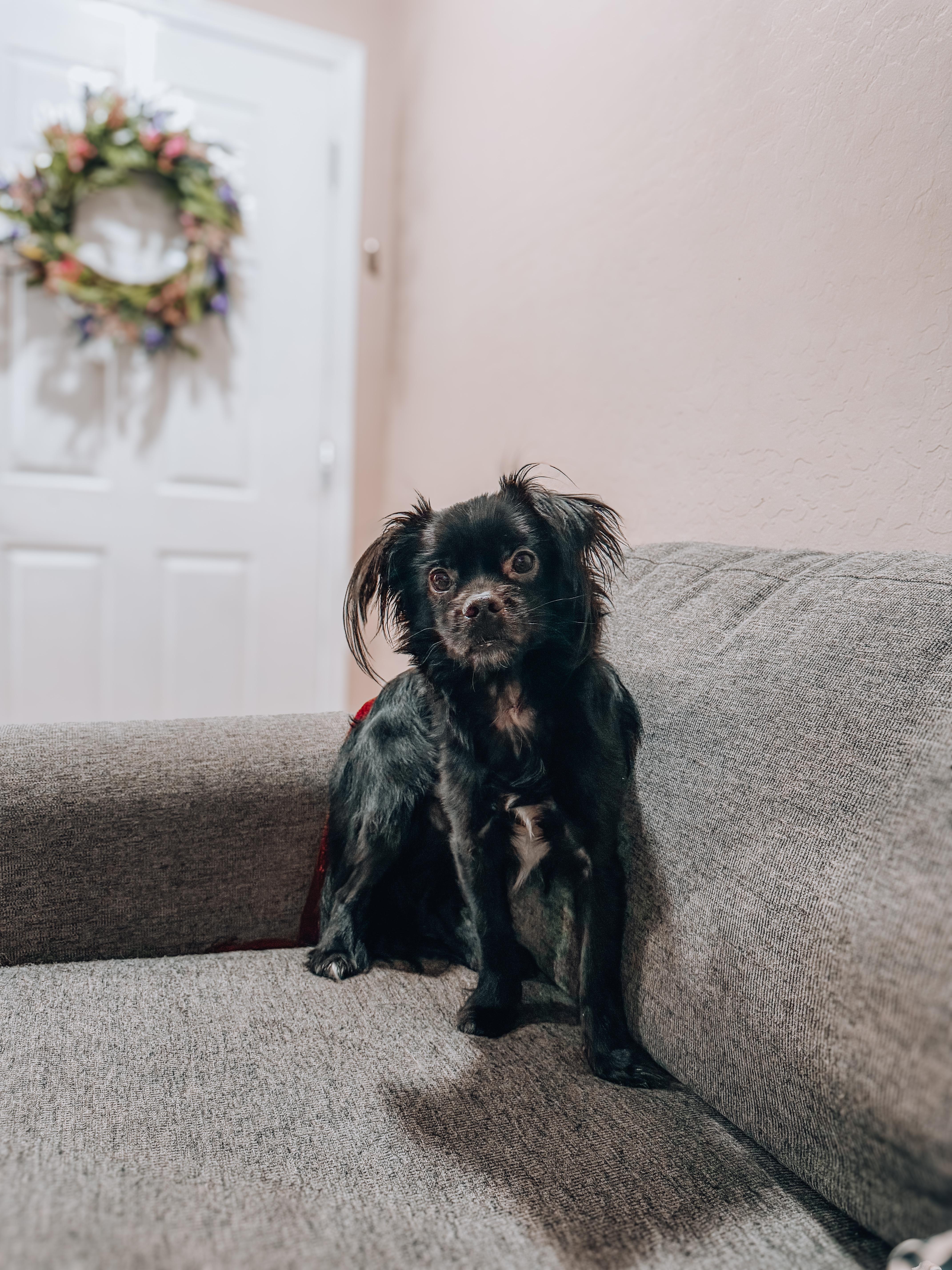 Gizmo