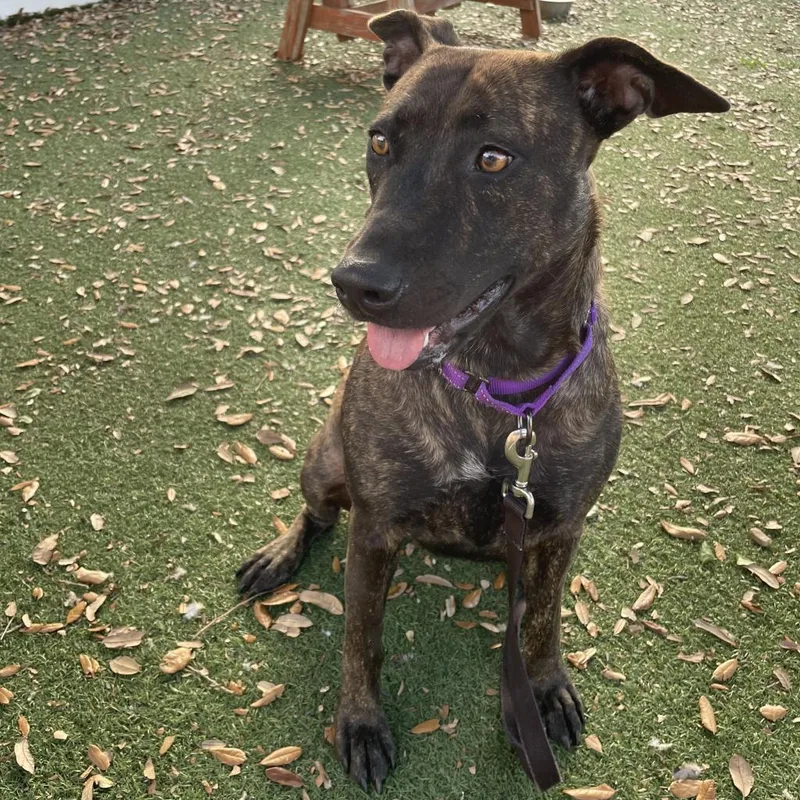 A senior large-sized female Brown / Chocolate Mixed Breed dog named Terri for adoption in Naples, FL