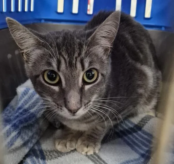 A baby medium-sized female Domestic Short Hair cat named If C for adoption in Lawrenceville, GA