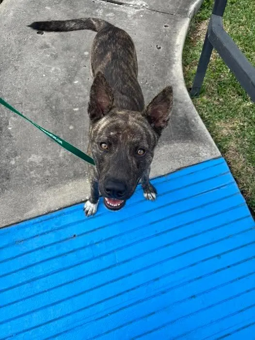 A young medium-sized male German Shepherd Dog dog named Jasper for adoption in Humble, TX