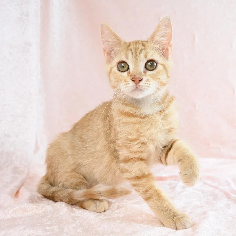 A baby small-sized female Orange / Red Domestic Short Hair cat named Rose for adoption in Mobile, AL