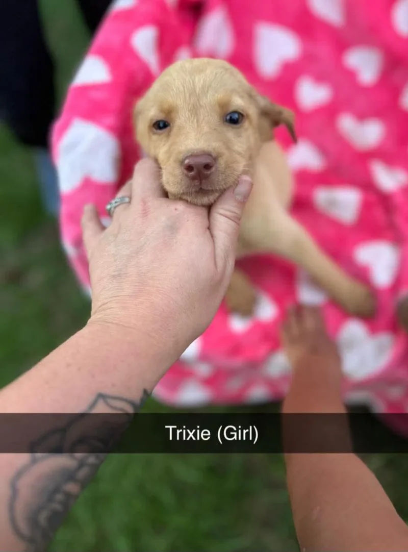 Trixie