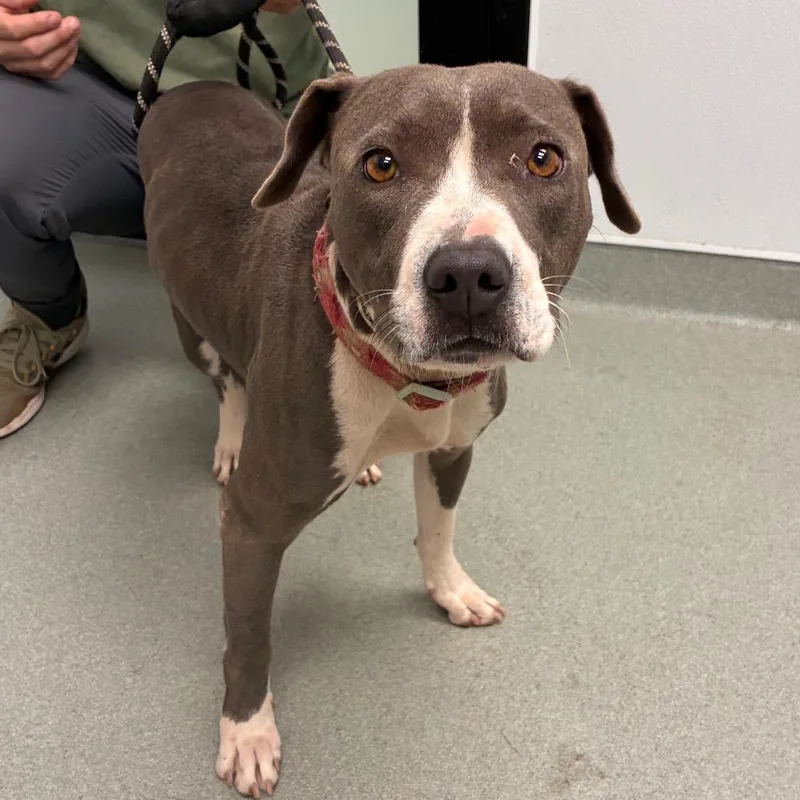 An adult medium-sized female Gray / Blue / Silver Terrier dog named Harmony for adoption in Abilene, TX