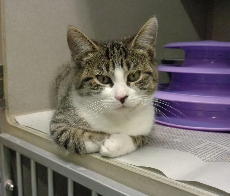 A baby small-sized female Brown / Chocolate Tiger cat named Fuzzy Wuzzy for adoption in Delhi, NY