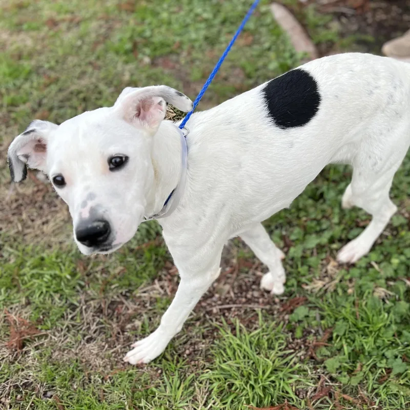 An adult medium-sized female Harlequin Pointer dog named Charlie for adoption in Magnolia, TX