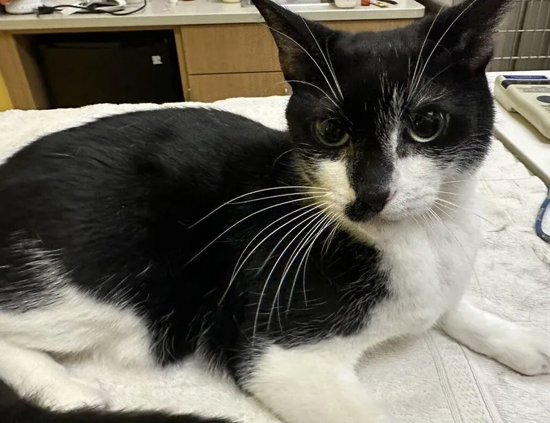 An adult medium-sized male Domestic Short Hair cat named Mako for adoption in Raleigh, NC