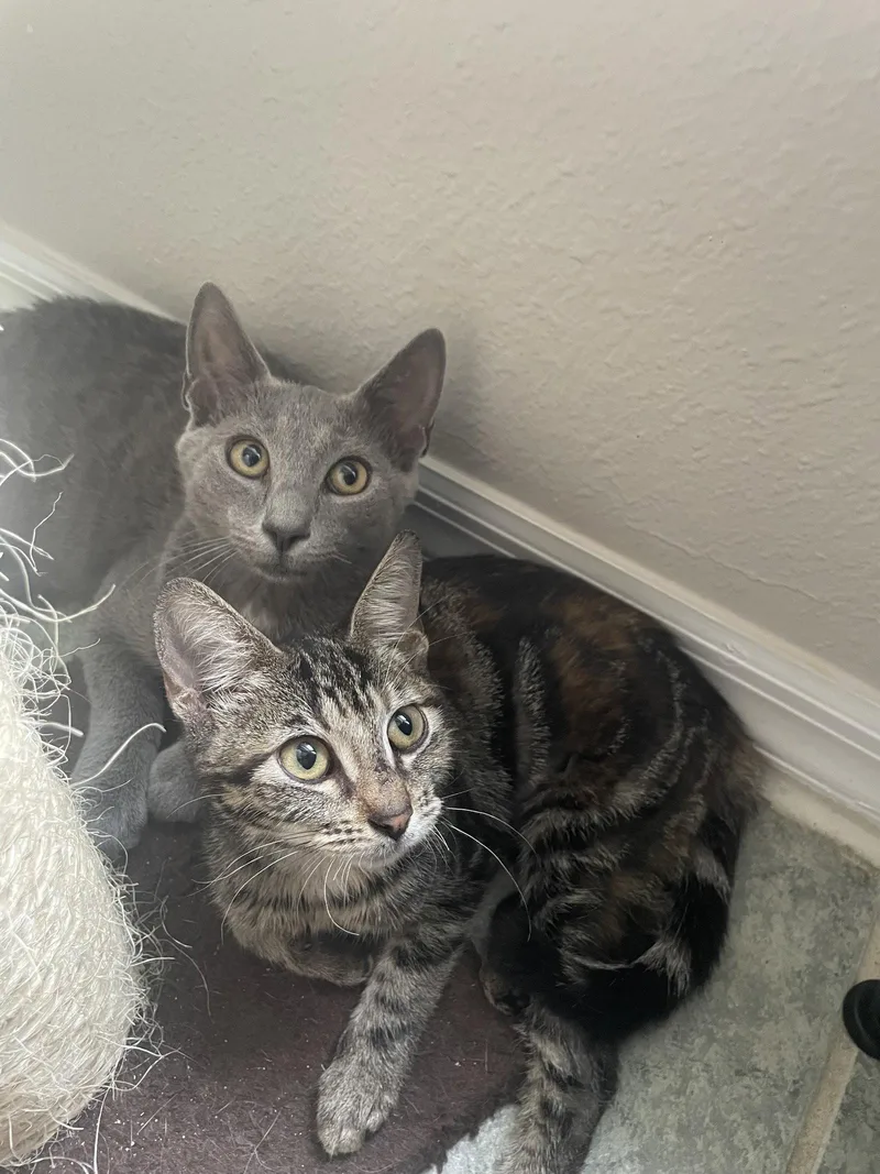 A baby medium-sized female Domestic Short Hair cat named Meleys for adoption in Orlando, FL
