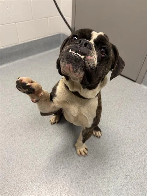An adult medium-sized male American Bulldog dog named Bobo for adoption in Indianapolis, IN