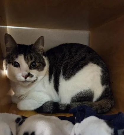 An adult small-sized female Domestic Short Hair cat named Arcana for adoption in Bellevue, WA