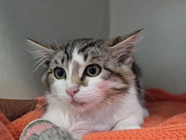 A baby small-sized male Domestic Long Hair cat named Clouseau for adoption in Camarillo, CA