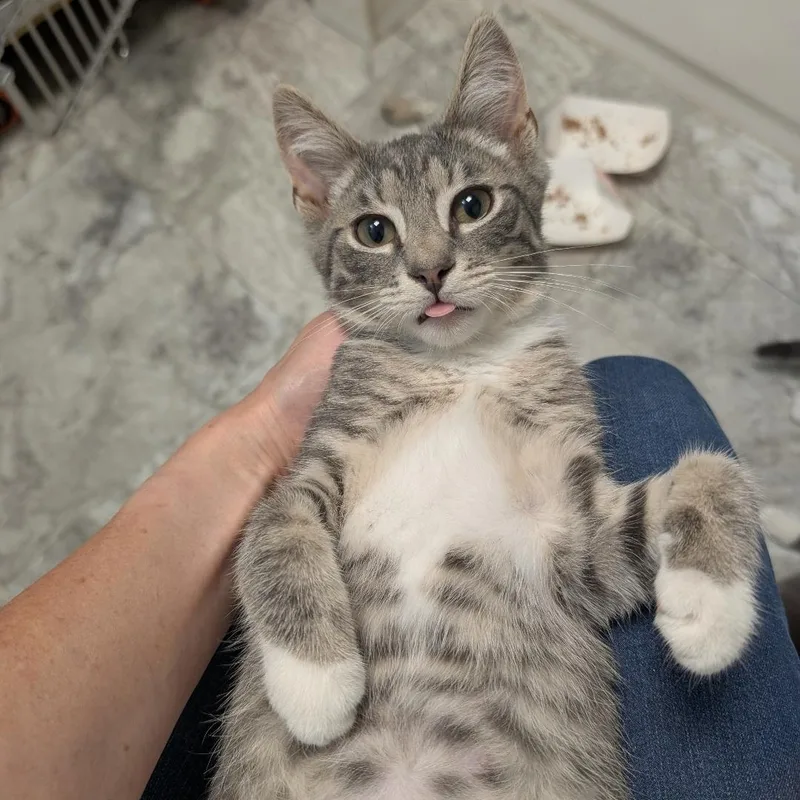 A baby small-sized male Tabby (Gray / Blue / Silver) Domestic Short Hair cat named Colby for adoption in Reisterstown, MD