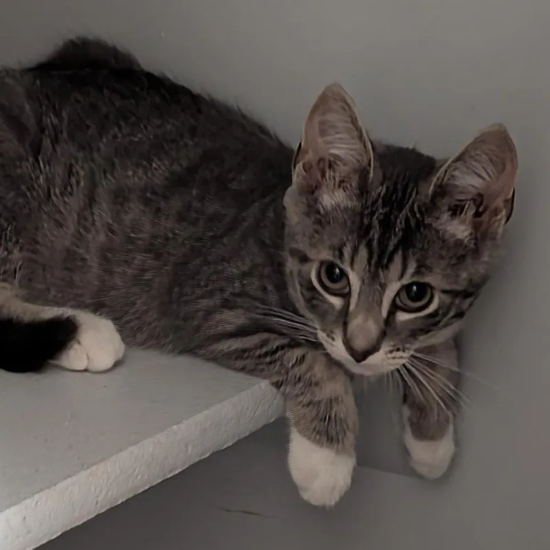 Colby thumbnail 5