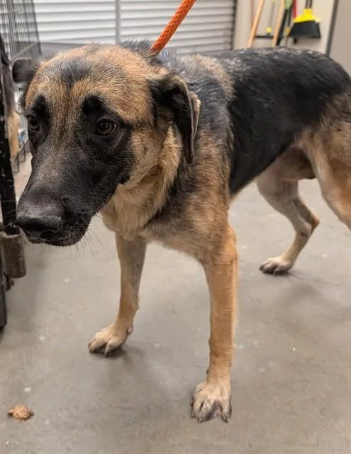 An adult large-sized female German Shepherd Dog dog named Gia for adoption in Ontario, CA