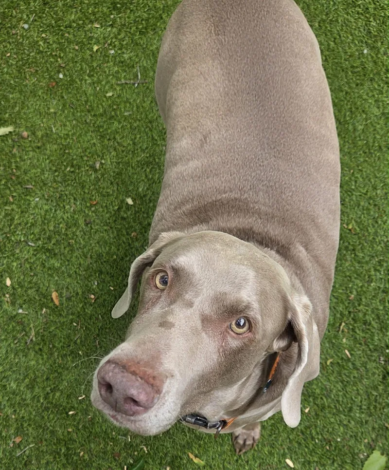 A senior extra large-sized female Weimaraner dog named Boo Bear for adoption in Marietta, GA
