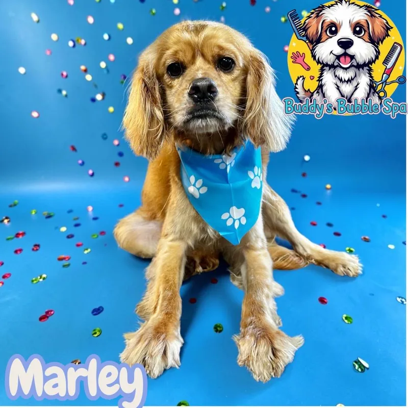 An adult small-sized male Spaniel dog named Marley for adoption in Leander, TX