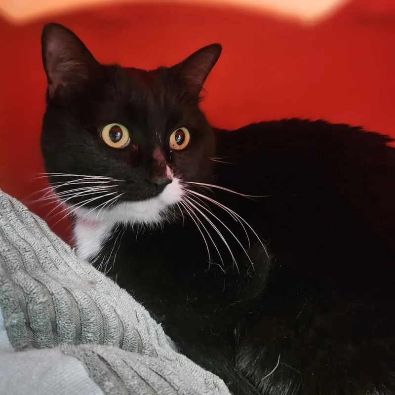 A young medium-sized female Black Domestic Short Hair cat named Maudie for adoption in Lakewood, CO