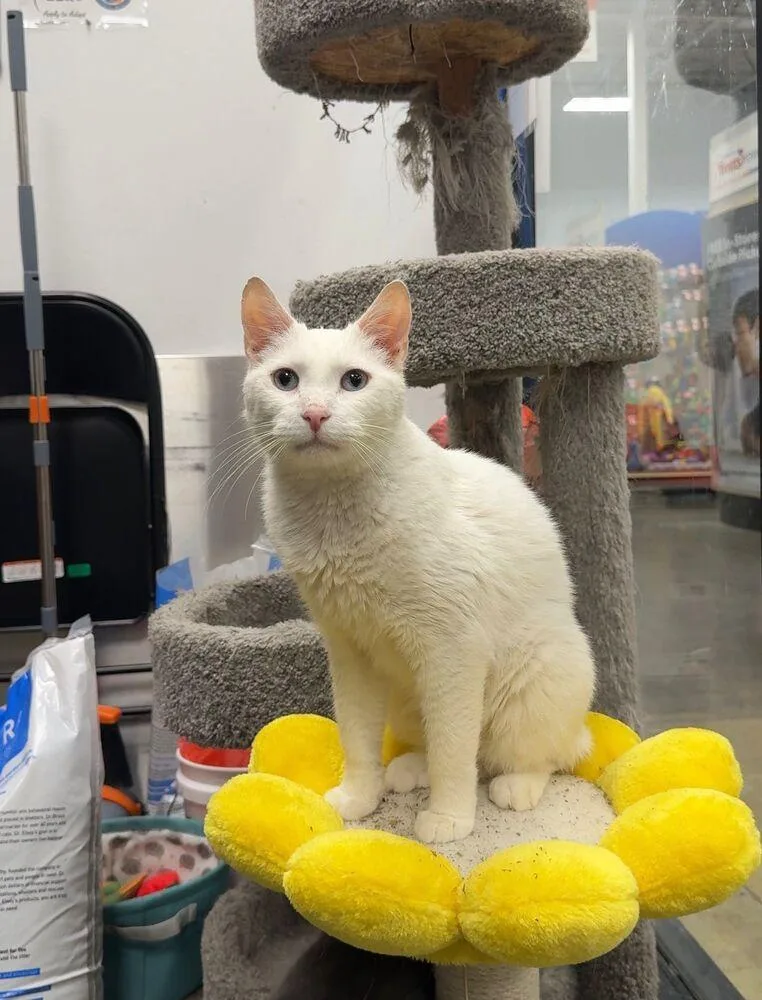 An adult medium-sized male White Turkish Angora cat named Rivers for adoption in Pittstown, NJ