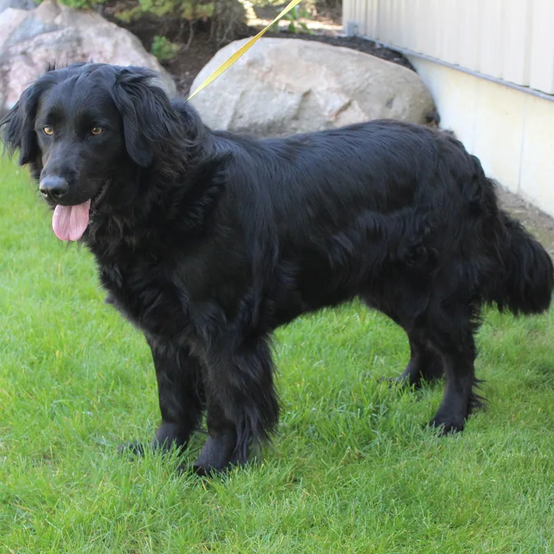 Bailey