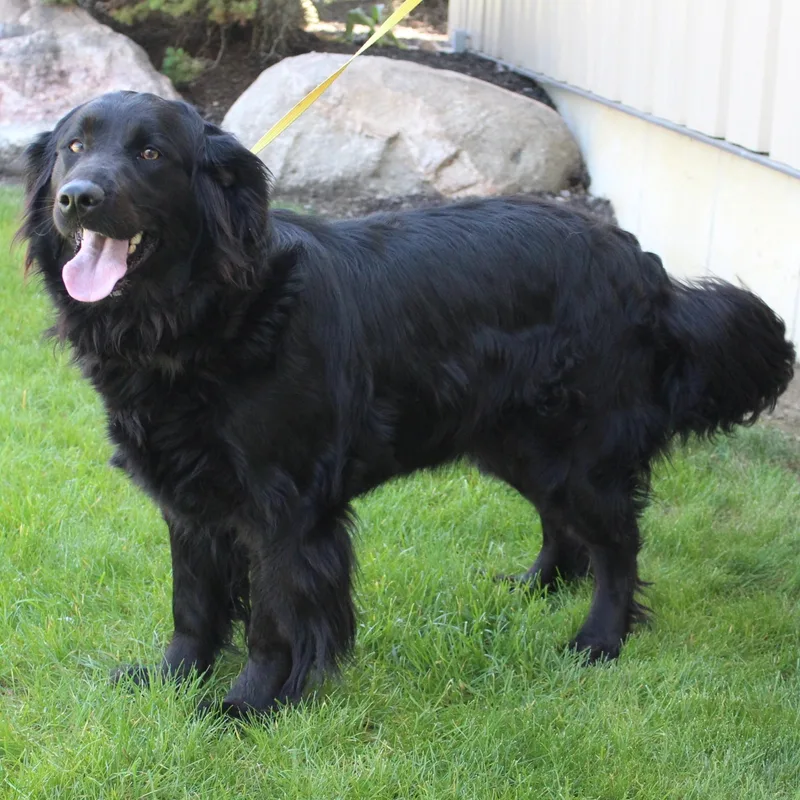 Bailey thumbnail 3