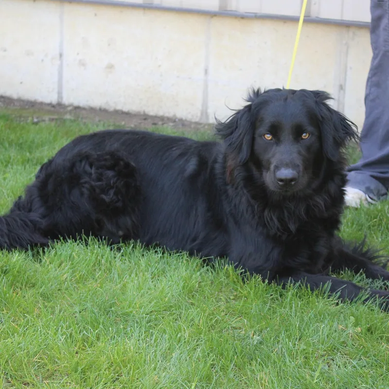 Bailey thumbnail 4
