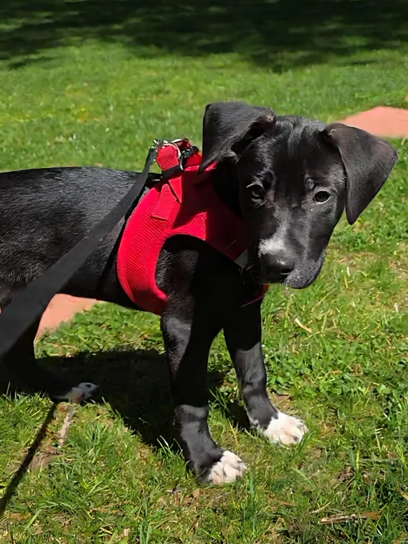 A baby medium-sized male Black Labrador Retriever dog named Snoopy for adoption in Wayne, NJ