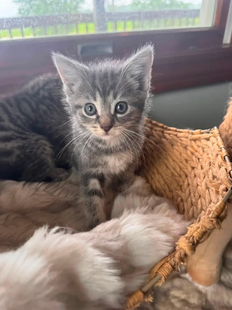 A baby medium-sized female Tabby cat named Frosted Flakes for adoption in Germantown, OH