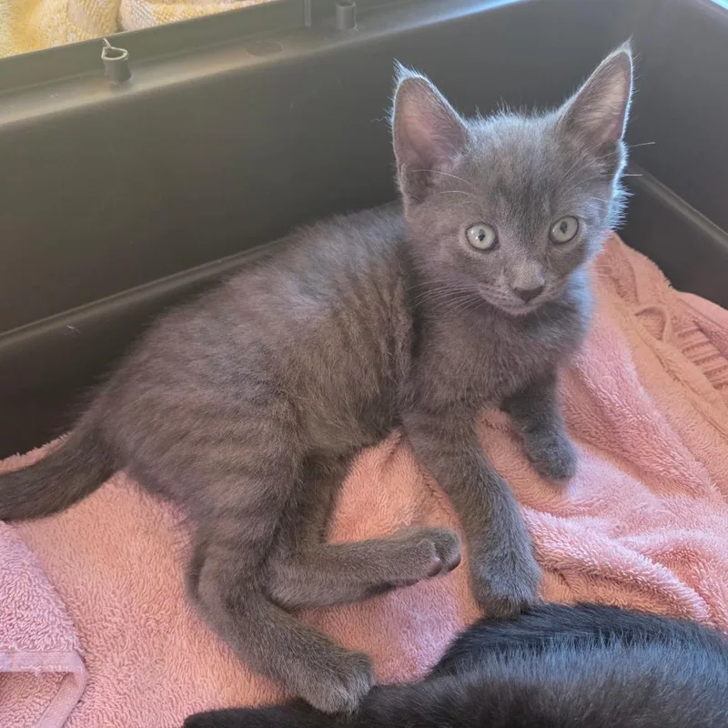 A baby small-sized female Gray / Blue / Silver Domestic Short Hair cat named Bagheera for adoption in San Diego, CA