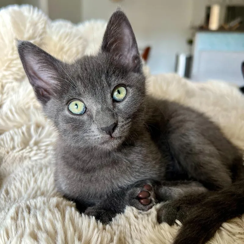 Bagheera thumbnail 2