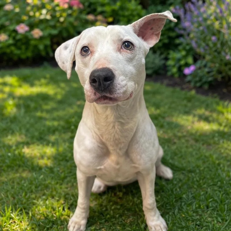 An adult medium-sized female White / Cream Pit Bull Terrier dog named Valkyrie for adoption in Yanceyville, NC