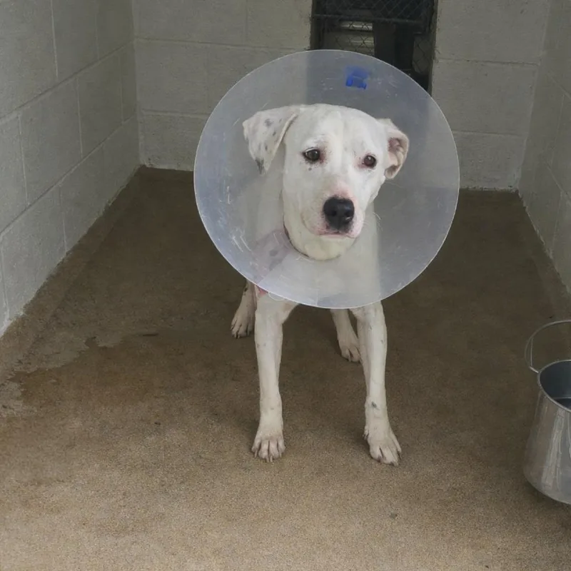 Valkyrie thumbnail 2