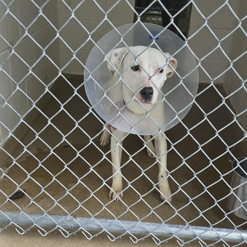 Valkyrie thumbnail 3