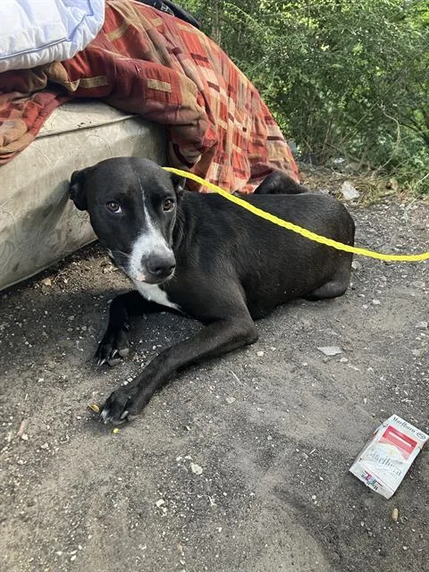 A young large-sized female Mixed Breed dog named China for adoption in Dallas, TX