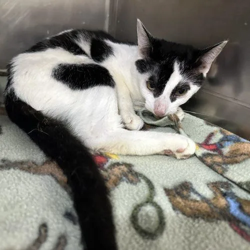 A young small-sized female Domestic Short Hair cat named Masquerade for adoption in Tipp City, OH