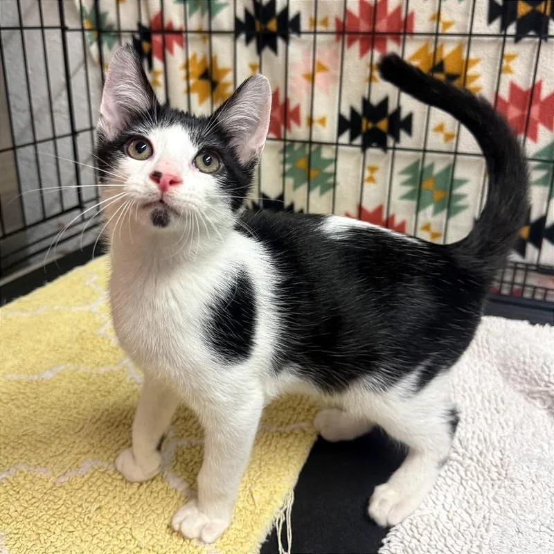 A baby medium-sized male White Domestic Short Hair cat named Don for adoption in Fort Lauderdale, FL