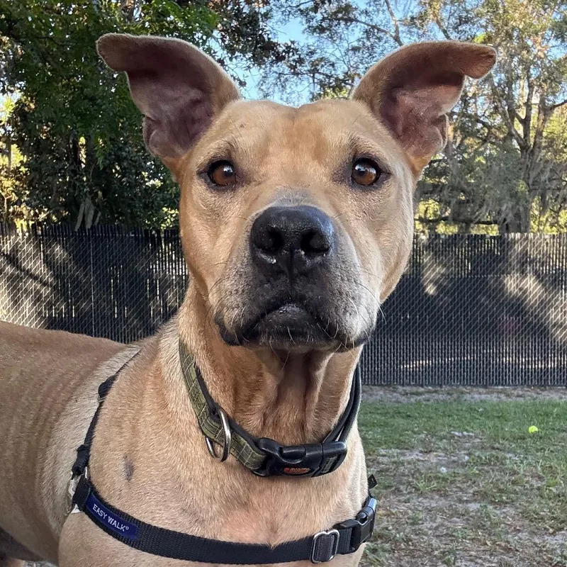 Tiramisu thumbnail 2