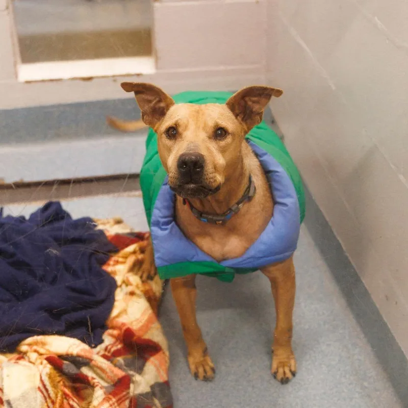 Tiramisu thumbnail 4