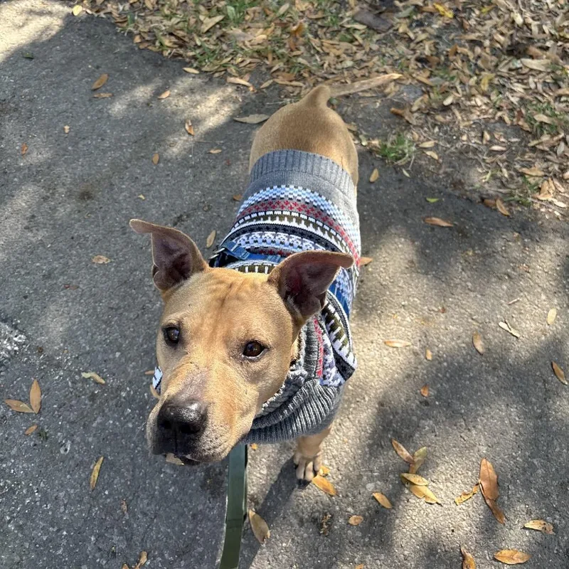 Tiramisu thumbnail 6