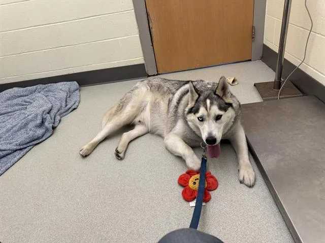An adult large-sized male Siberian Husky dog named Rambo for adoption in Methuen, MA