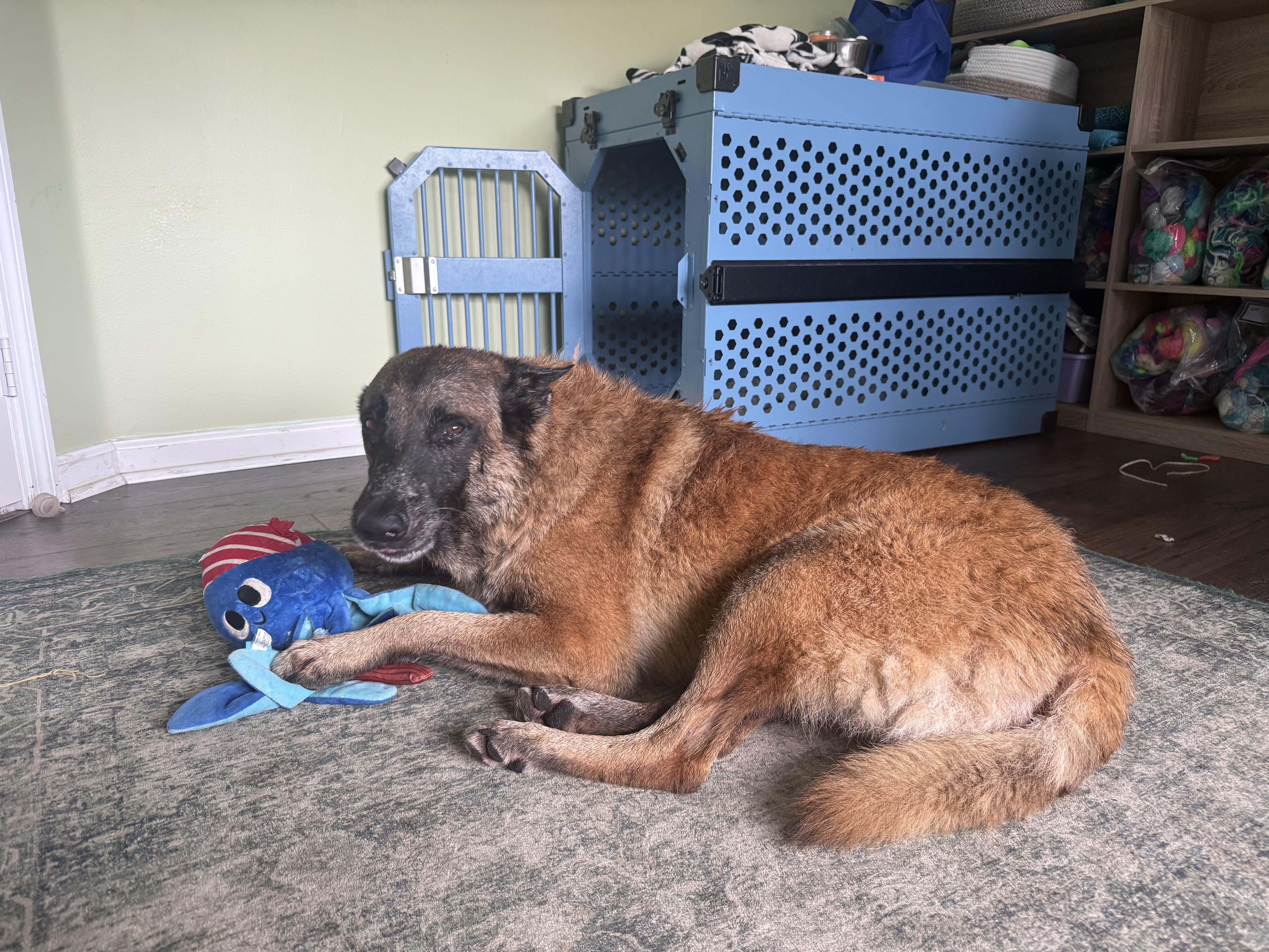 An adult large-sized male Belgian Shepherd / Malinois dog named Rambo for adoption in Loxahatchee, FL