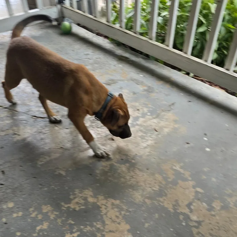 A baby large-sized male Yellow / Tan / Blond / Fawn Shepherd dog named Scrappy Doo for adoption in Rossville, GA