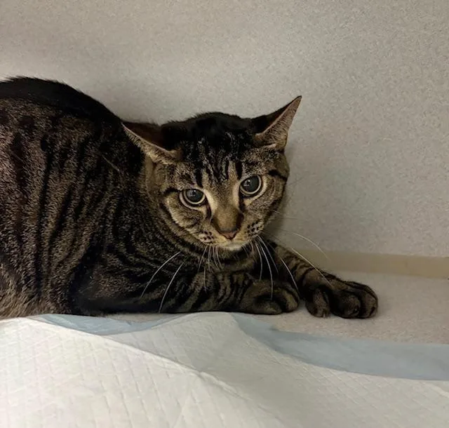 An adult medium-sized male Tabby (Brown / Chocolate) Domestic Short Hair cat named Paulie for adoption in Winter Haven, FL