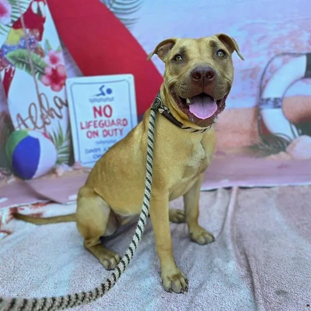 A young medium-sized female Pit Bull Terrier dog named Maui for adoption in Long Beach, CA