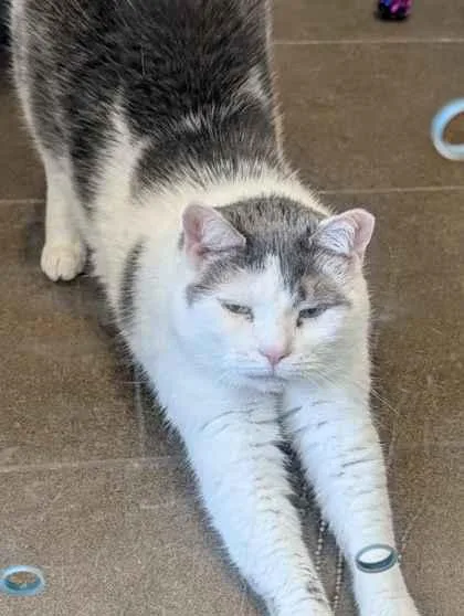 A senior small-sized female Domestic Short Hair cat named Clea for adoption in Bellevue, WA