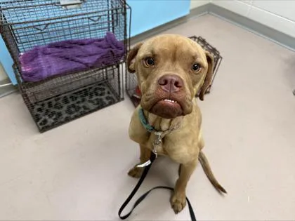 An adult large-sized female Mixed Breed dog named Georgia for adoption in Woodbury, MN