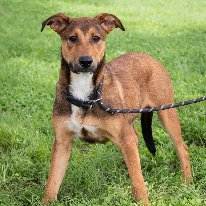 A young medium-sized male Shepherd dog named Moseby for adoption in La Grange, TX