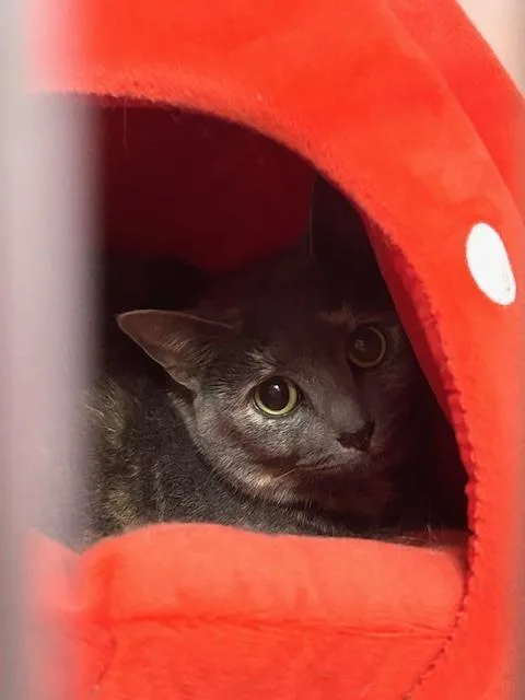 An adult medium-sized female Black & White / Tuxedo Domestic Short Hair cat named Khloe for adoption in Muskegon, MI