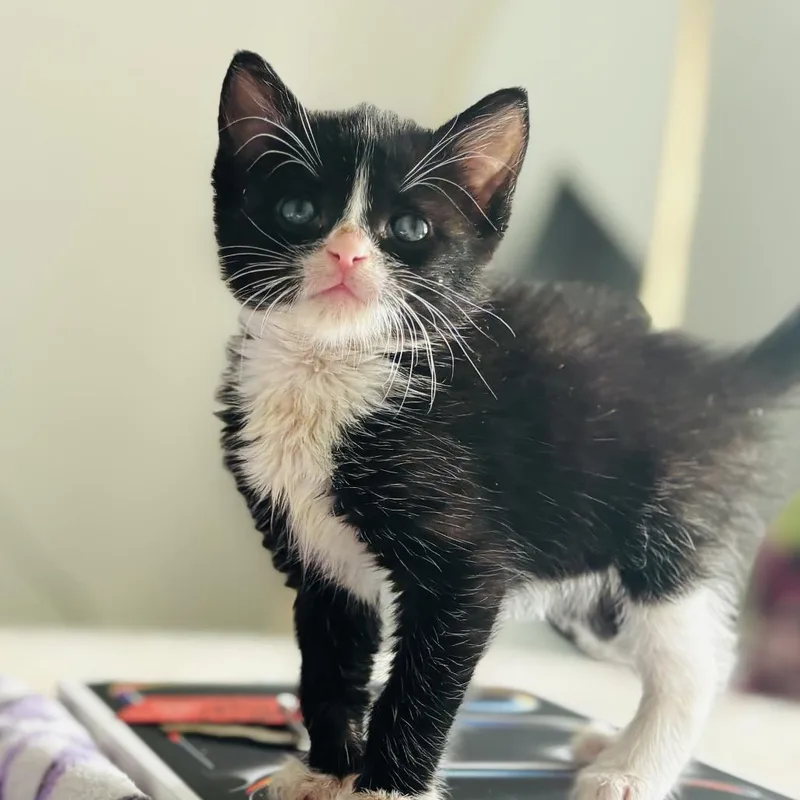 A baby small-sized male Black Domestic Short Hair cat named Drogo for adoption in Middle Village, NY