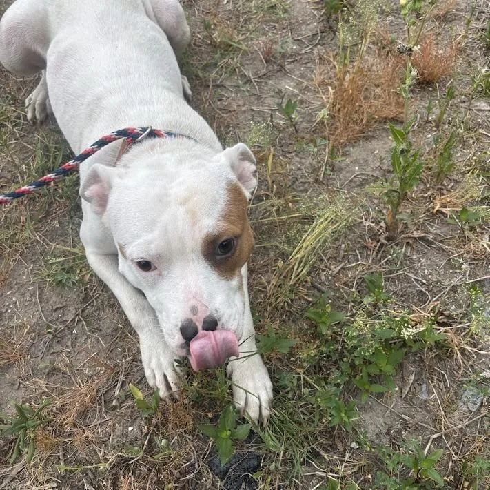 A young medium-sized female White / Cream English Bulldog dog named Autumn for adoption in North Charleston, SC